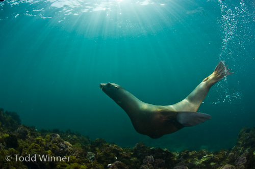Todd_Winner-underwater-photography