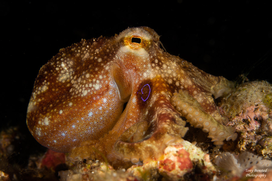 Lembeh 2019 Workshop Lembeh 2019 Workshop