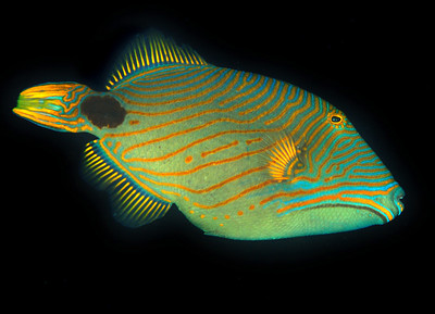 Striped triggerfish