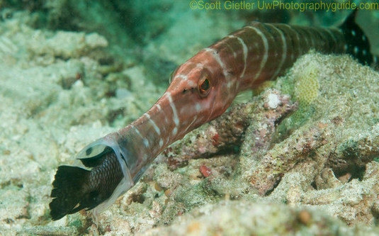 Photographing Behavior Underwater trumpetfish-feeding