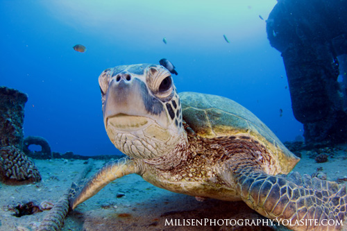 turtle_yo_milisen