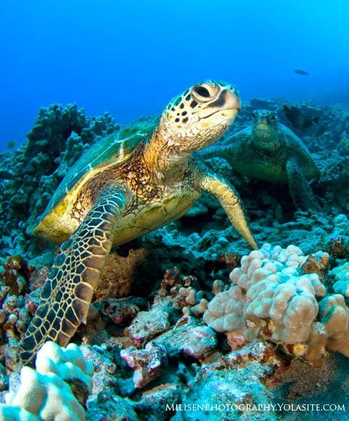 sea turtles