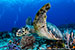 Underwater Photography Tips