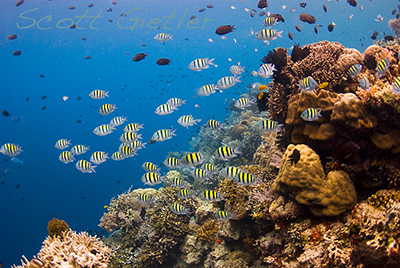 underwater_reefscape