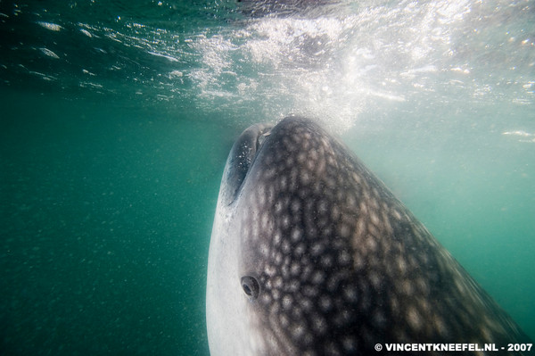 vincent_kneefel_underwater_photography