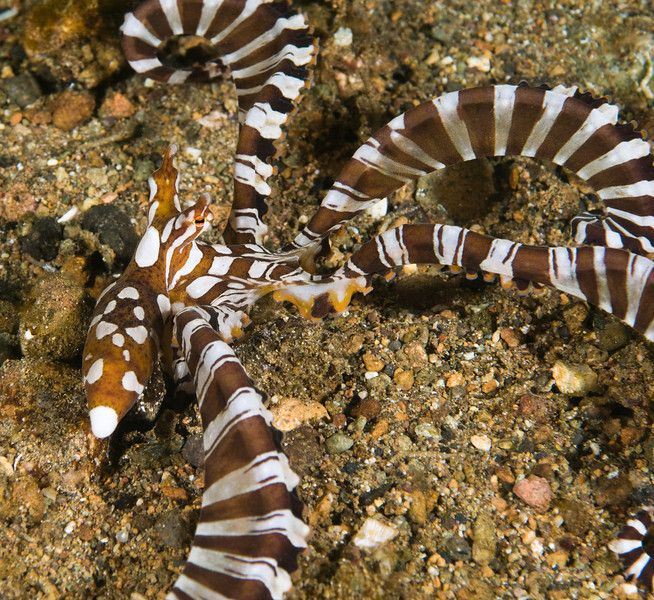 Wonderpus Octopus