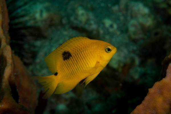 yellow damsel